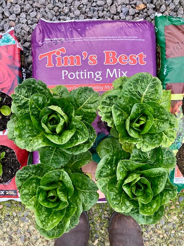 Tim's Best Potting Mix