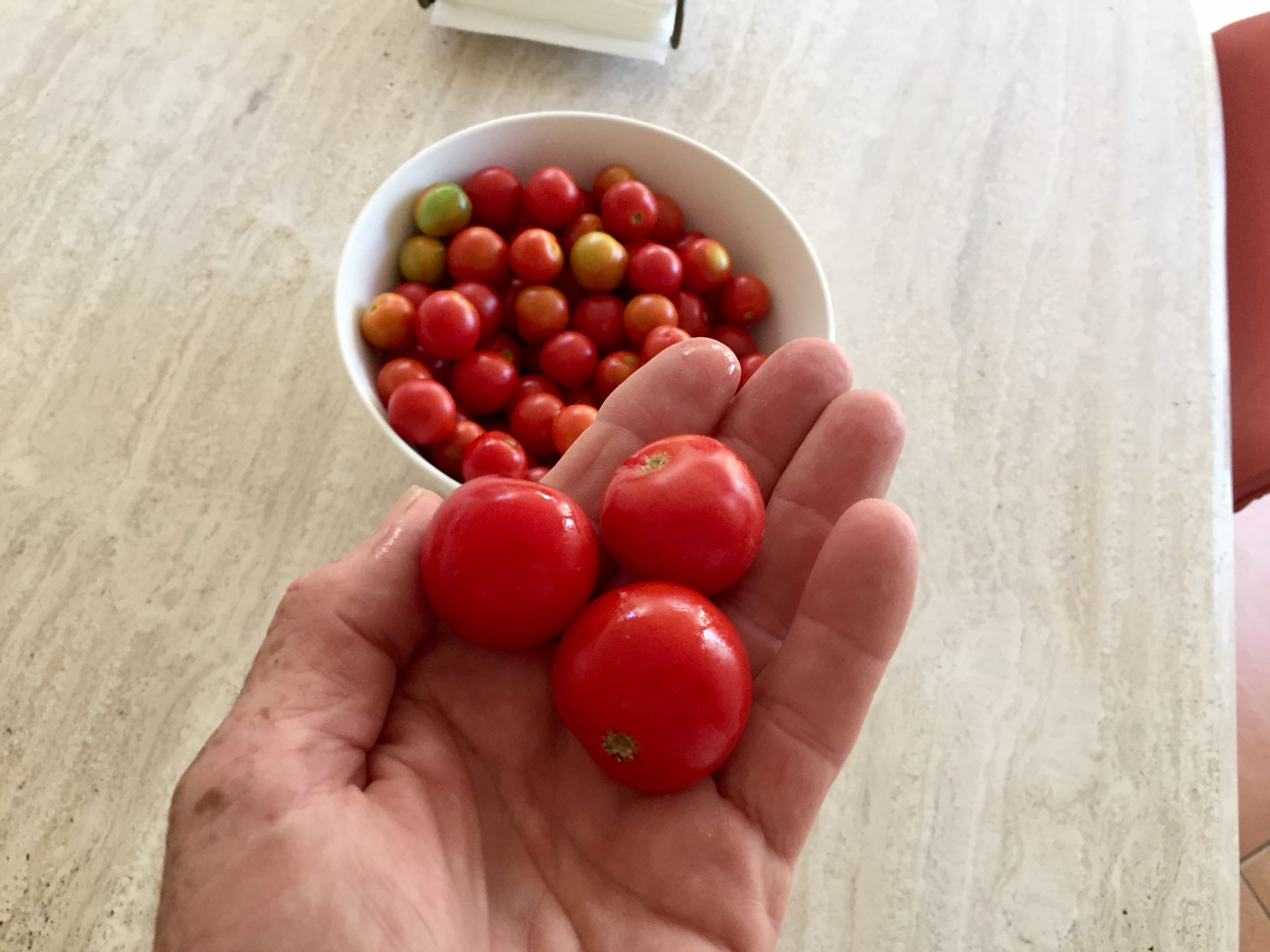 Tim's Fruit Fly Resistant Tomato — image 1